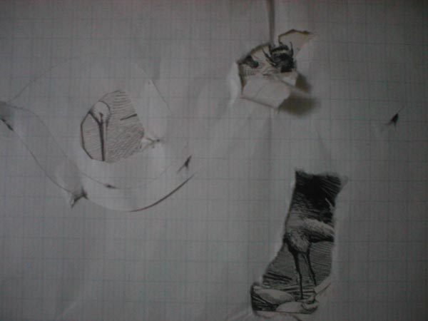 La photo de minuit